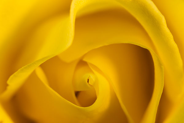 Photograph Becky Gronquist Tough Yellow Rose on One Eyeland